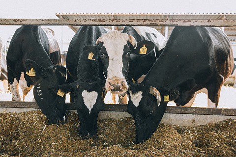 «Агрокомплекс» планирует нарастить производство молока на 30% за пять лет