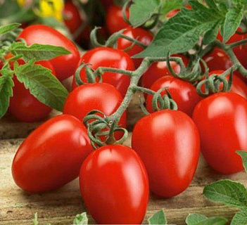 В томатах обнаружен опасный карантинный вредитель