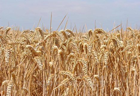 Производство твердых сортов пшеницы к 2025 году достигнет 1,8 млн тонн